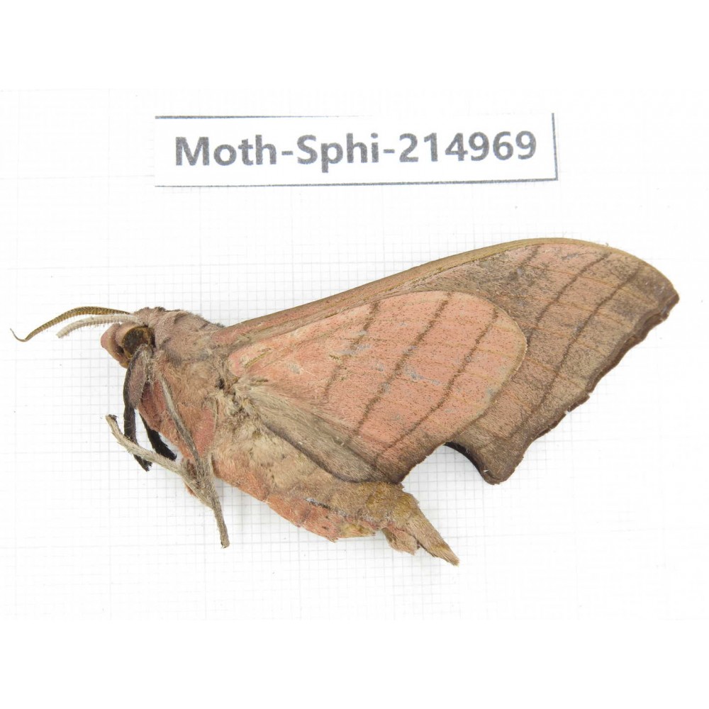 Sphingidae sp. China, Guizhou, Qiandongnan, Rongjiang county.1Pcs. Moth-Sphi-214969.
