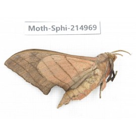 Sphingidae sp. China, Guizhou, Qiandongnan, Rongjiang county.1Pcs. Moth-Sphi-214969.