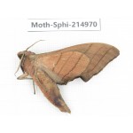 Sphingidae sp. China, Guizhou, Qiandongnan, Rongjiang county.1Pcs. Moth-Sphi-214970.