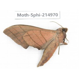 Sphingidae sp. China, Guizhou, Qiandongnan, Rongjiang county.1Pcs. Moth-Sphi-214970.