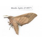 Sphingidae sp. China, Guizhou, Qiandongnan, Rongjiang county.1Pcs. Moth-Sphi-214971.