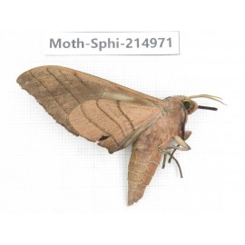 Sphingidae sp. China, Guizhou, Qiandongnan, Rongjiang county.1Pcs. Moth-Sphi-214971.