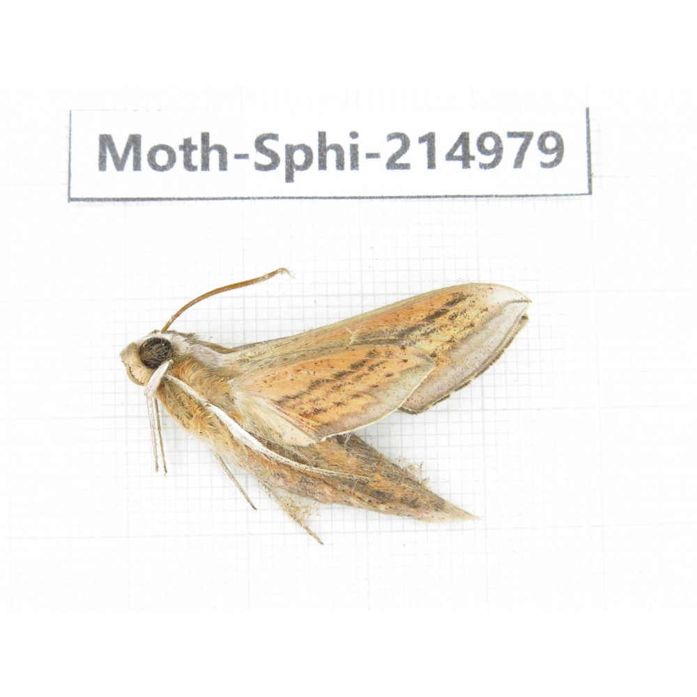 Sphingidae sp. China, Guizhou, Qiandongnan, Rongjiang county.1Pcs. Moth-Sphi-214979.