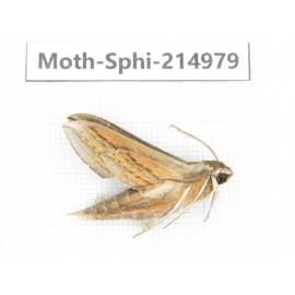 Sphingidae sp. China, Guizhou, Qiandongnan, Rongjiang county.1Pcs. Moth-Sphi-214979.