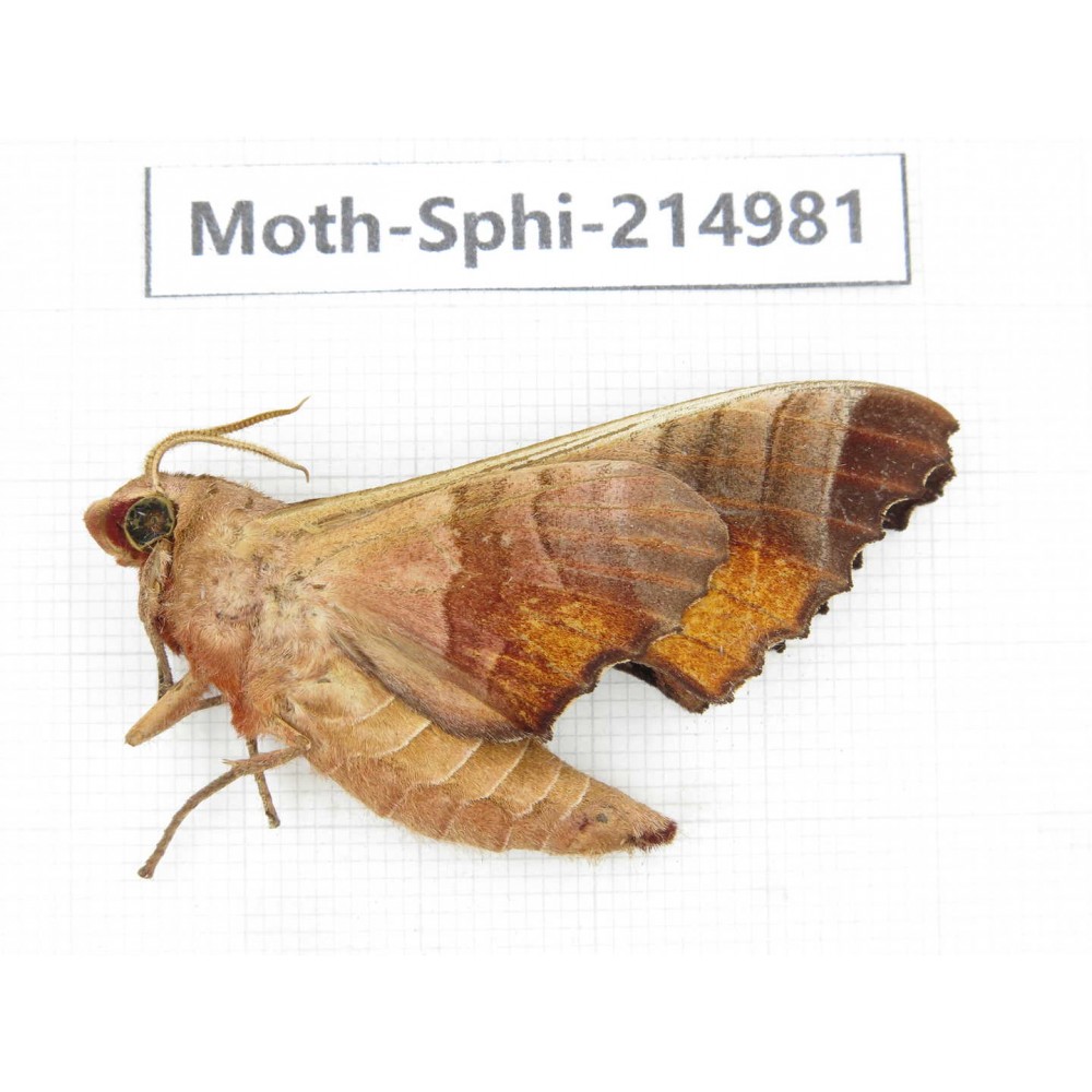 Sphingidae sp. China, Guizhou, Qiandongnan, Rongjiang county.1Pcs. Moth-Sphi-214981.