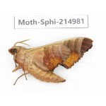 Sphingidae sp. China, Guizhou, Qiandongnan, Rongjiang county.1Pcs. Moth-Sphi-214981.