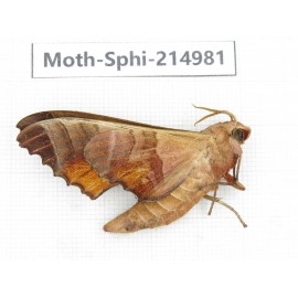 Sphingidae sp. China, Guizhou, Qiandongnan, Rongjiang county.1Pcs. Moth-Sphi-214981.