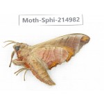 Sphingidae sp. China, Guizhou, Qiandongnan, Rongjiang county.1Pcs. Moth-Sphi-214982.