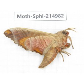 Sphingidae sp. China, Guizhou, Qiandongnan, Rongjiang county.1Pcs. Moth-Sphi-214982.