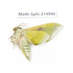 Sphingidae sp. China, Guizhou, Qiandongnan, Rongjiang county.1Pcs. Moth-Sphi-214990.