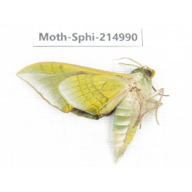 Sphingidae sp. China, Guizhou, Qiandongnan, Rongjiang county.1Pcs. Moth-Sphi-214990.