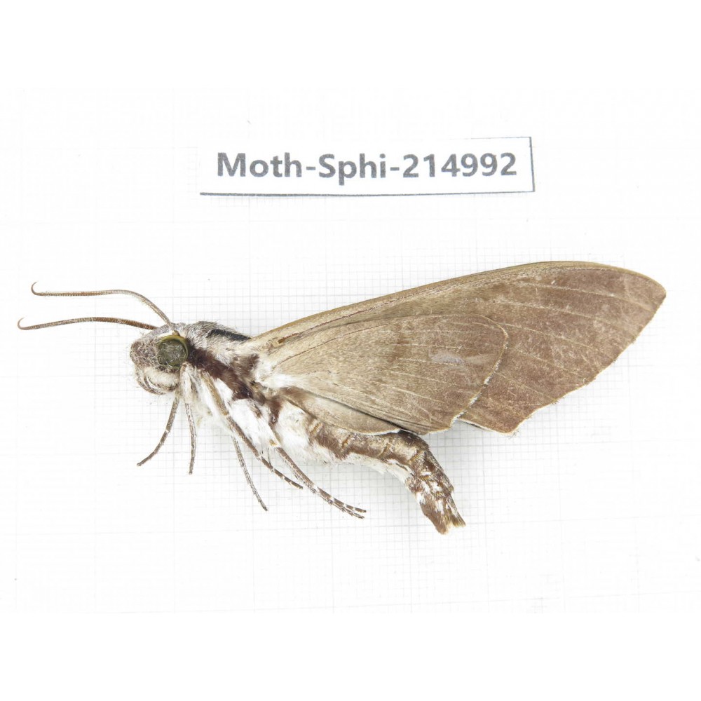 Sphingidae sp. China, Guizhou, Qiandongnan, Rongjiang county.1Pcs. Moth-Sphi-214992.