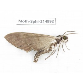 Sphingidae sp. China, Guizhou, Qiandongnan, Rongjiang county.1Pcs. Moth-Sphi-214992.