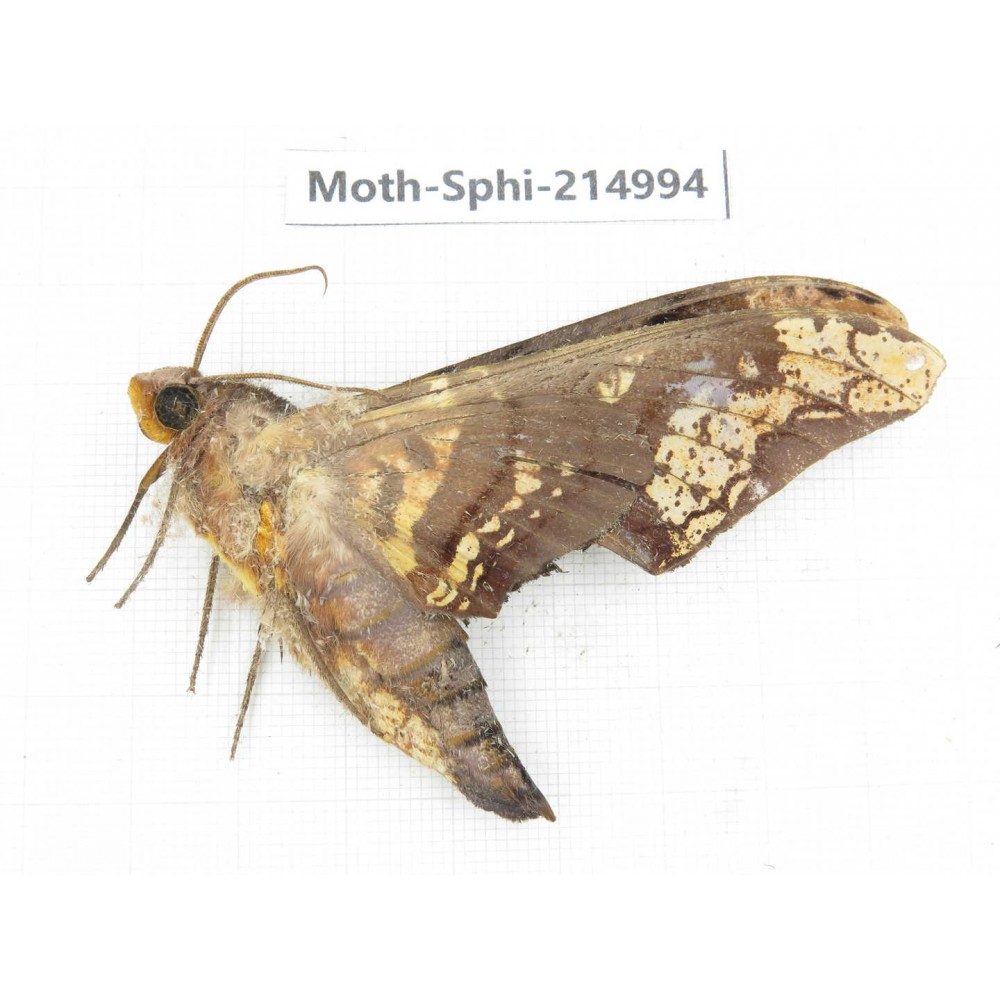 Sphingidae sp. China, Guizhou, Qiandongnan, Rongjiang county.1Pcs. Moth-Sphi-214994.