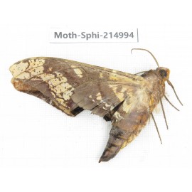 Sphingidae sp. China, Guizhou, Qiandongnan, Rongjiang county.1Pcs. Moth-Sphi-214994.