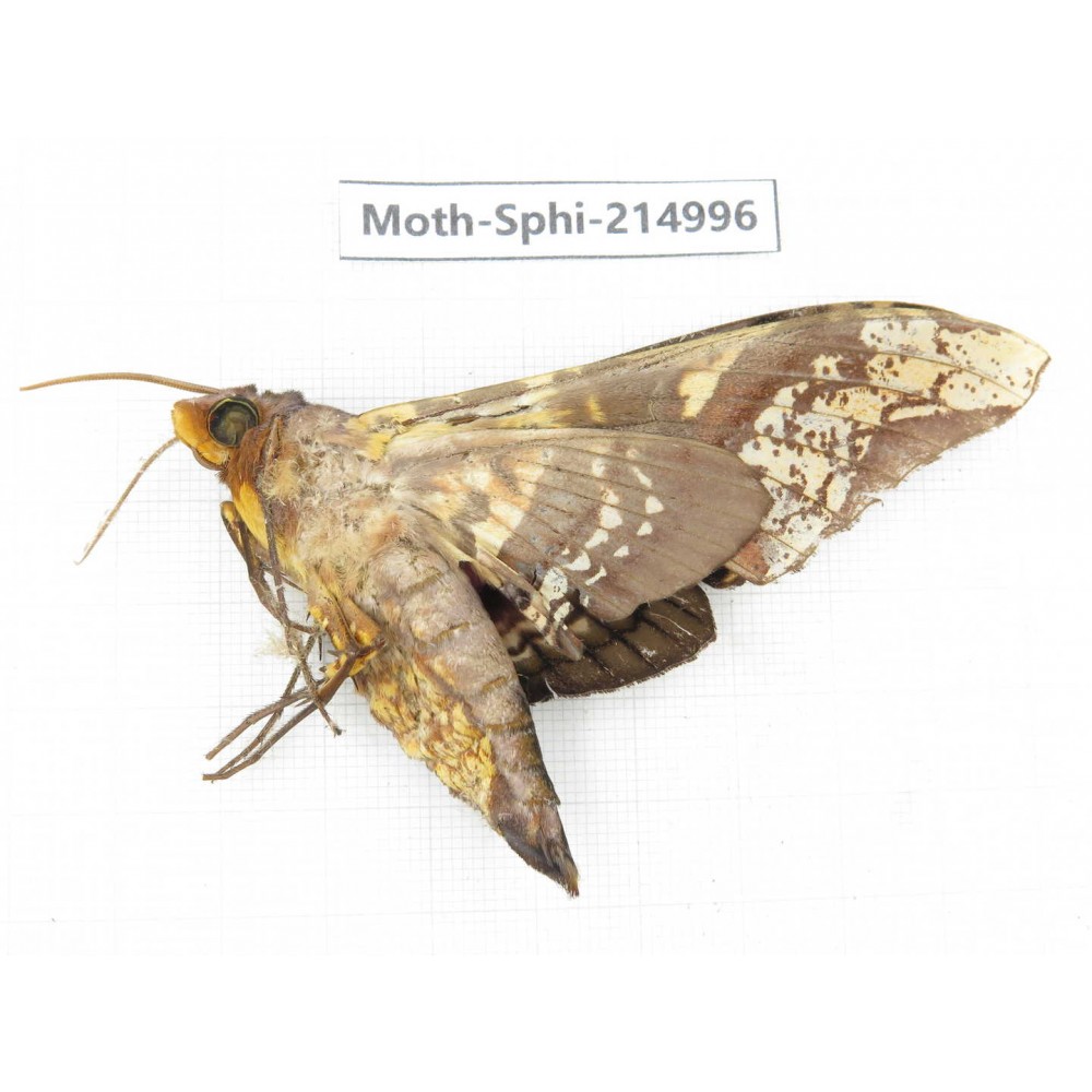 Sphingidae sp. China, Guizhou, Qiandongnan, Rongjiang county.1Pcs. Moth-Sphi-214996.