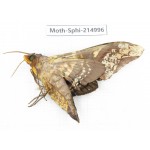 Sphingidae sp. China, Guizhou, Qiandongnan, Rongjiang county.1Pcs. Moth-Sphi-214996.