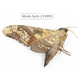 Sphingidae sp. China, Guizhou, Qiandongnan, Rongjiang county.1Pcs. Moth-Sphi-214996.
