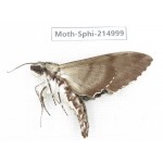 Sphingidae sp. China, Guizhou, Qiandongnan, Rongjiang county.1Pcs. Moth-Sphi-214999.