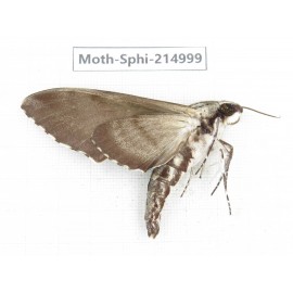 Sphingidae sp. China, Guizhou, Qiandongnan, Rongjiang county.1Pcs. Moth-Sphi-214999.