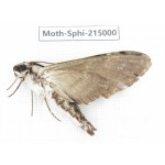 Sphingidae sp. China, Guizhou, Qiandongnan, Rongjiang county.1Pcs. Moth-Sphi-215000.