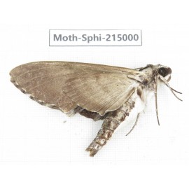 Sphingidae sp. China, Guizhou, Qiandongnan, Rongjiang county.1Pcs. Moth-Sphi-215000.