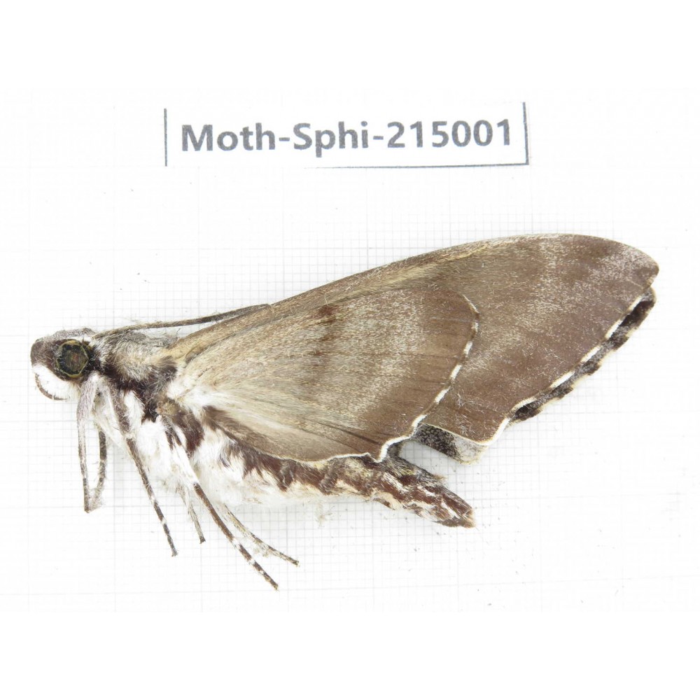 Sphingidae sp. China, Guizhou, Qiandongnan, Rongjiang county.1Pcs. Moth-Sphi-215001.