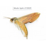 Sphingidae sp. China, Guizhou, Qiandongnan, Rongjiang county.1Pcs. Moth-Sphi-215020.