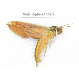 Sphingidae sp. China, Guizhou, Qiandongnan, Rongjiang county.1Pcs. Moth-Sphi-215020.