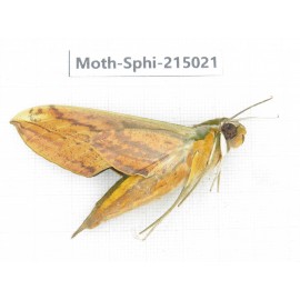 Sphingidae sp. China, Guizhou, Qiandongnan, Rongjiang county.1Pcs. Moth-Sphi-215021.