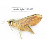 Sphingidae sp. China, Guizhou, Qiandongnan, Rongjiang county.1Pcs. Moth-Sphi-215022.