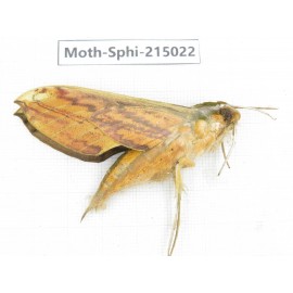 Sphingidae sp. China, Guizhou, Qiandongnan, Rongjiang county.1Pcs. Moth-Sphi-215022.