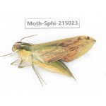Sphingidae sp. China, Guizhou, Qiandongnan, Rongjiang county.1Pcs. Moth-Sphi-215023.
