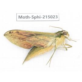 Sphingidae sp. China, Guizhou, Qiandongnan, Rongjiang county.1Pcs. Moth-Sphi-215023.