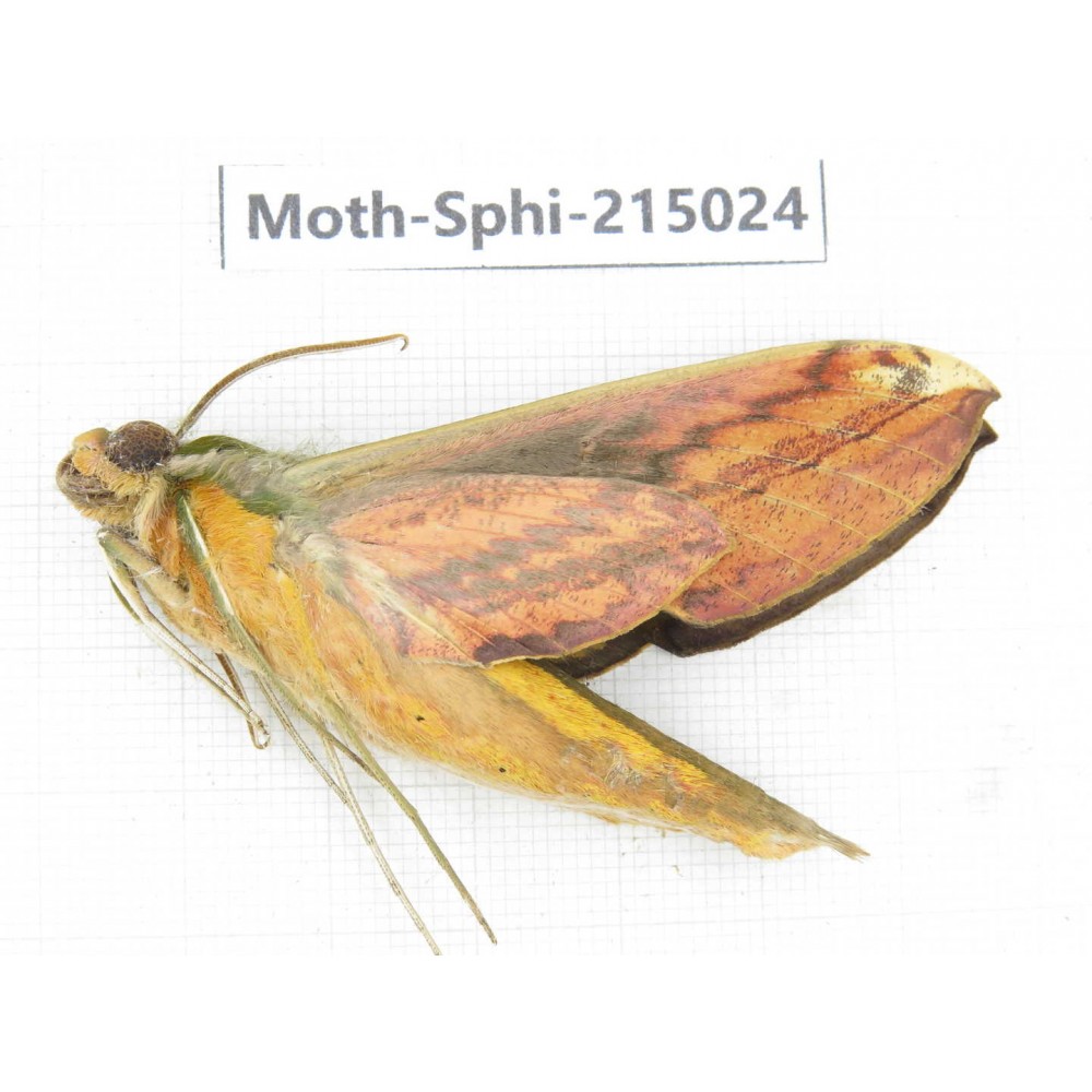 Sphingidae sp. China, Guizhou, Qiandongnan, Rongjiang county.1Pcs. Moth-Sphi-215024.
