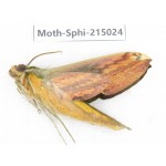 Sphingidae sp. China, Guizhou, Qiandongnan, Rongjiang county.1Pcs. Moth-Sphi-215024.