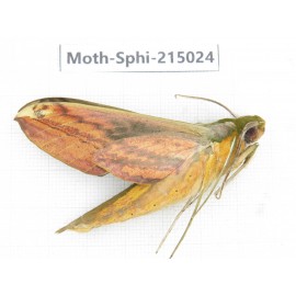 Sphingidae sp. China, Guizhou, Qiandongnan, Rongjiang county.1Pcs. Moth-Sphi-215024.
