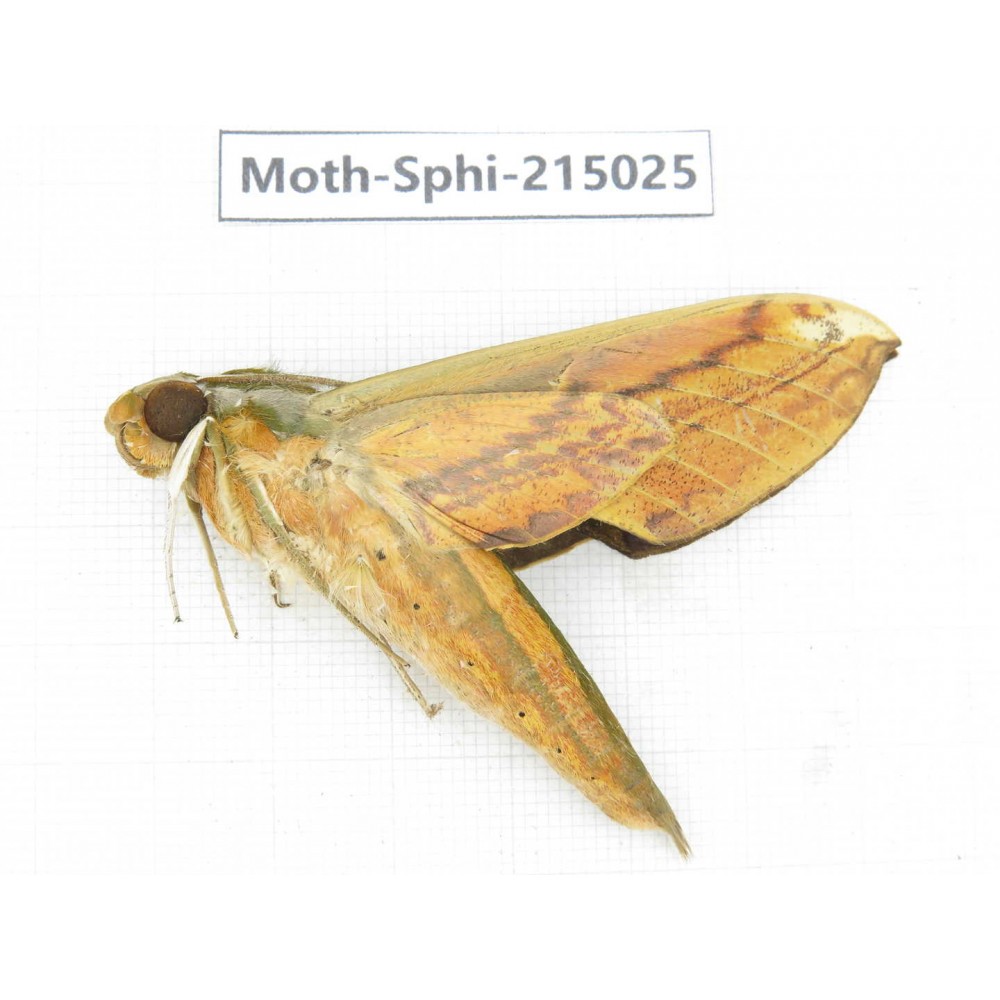 Sphingidae sp. China, Guizhou, Qiandongnan, Rongjiang county.1Pcs. Moth-Sphi-215025.