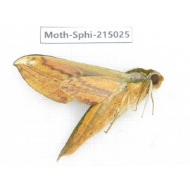 Sphingidae sp. China, Guizhou, Qiandongnan, Rongjiang county.1Pcs. Moth-Sphi-215025.