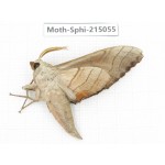 Sphingidae sp. China, Guizhou, Qiandongnan, Rongjiang county.1Pcs. Moth-Sphi-215055.