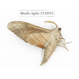 Sphingidae sp. China, Guizhou, Qiandongnan, Rongjiang county.1Pcs. Moth-Sphi-215055.