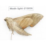 Sphingidae sp. China, Guizhou, Qiandongnan, Rongjiang county.1Pcs. Moth-Sphi-215056.