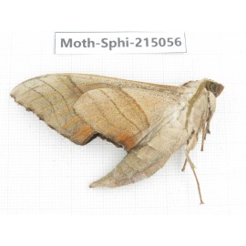 Sphingidae sp. China, Guizhou, Qiandongnan, Rongjiang county.1Pcs. Moth-Sphi-215056.