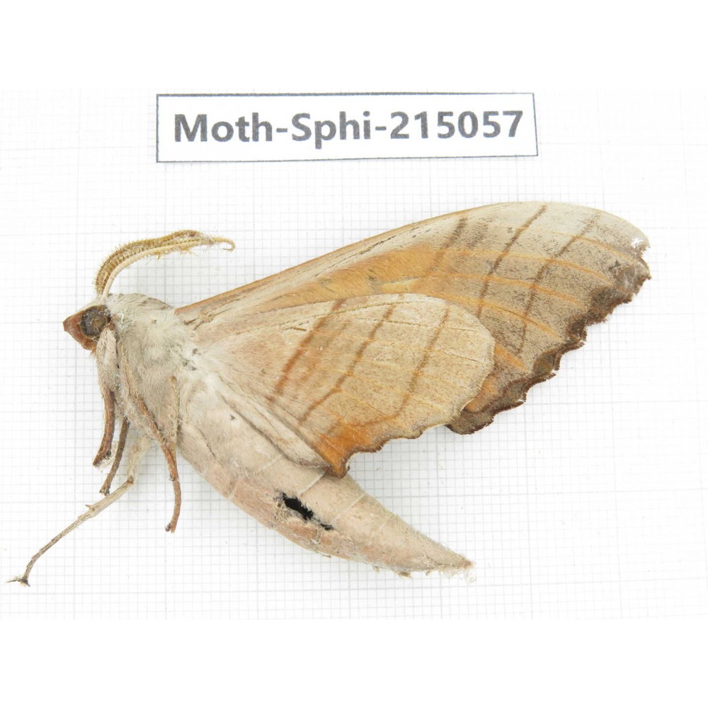 Sphingidae sp. China, Guizhou, Qiandongnan, Rongjiang county.1Pcs. Moth-Sphi-215057.