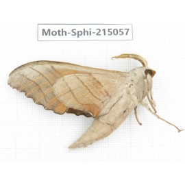 Sphingidae sp. China, Guizhou, Qiandongnan, Rongjiang county.1Pcs. Moth-Sphi-215057.