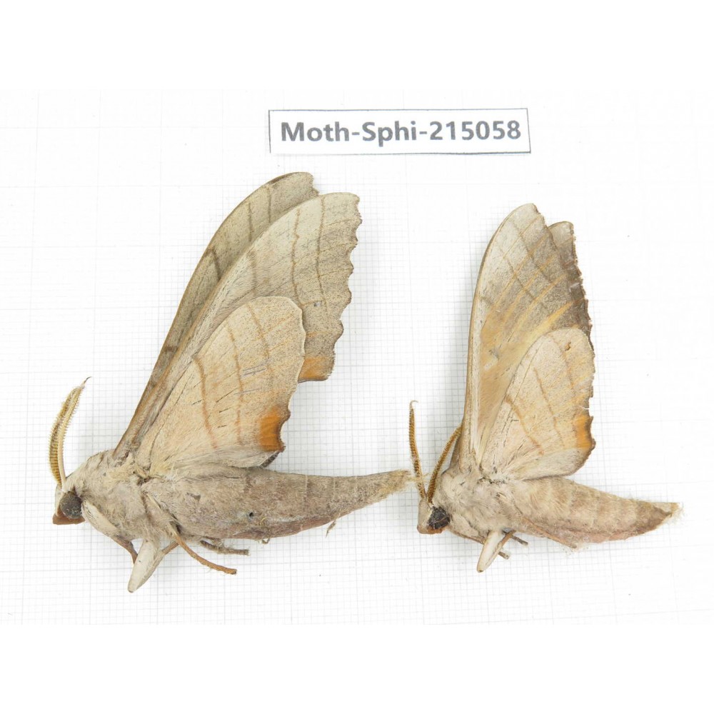 Sphingidae sp. China, Guizhou, Qiandongnan, Rongjiang county.2Pcs. Moth-Sphi-215058.