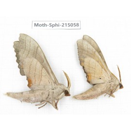 Sphingidae sp. China, Guizhou, Qiandongnan, Rongjiang county.2Pcs. Moth-Sphi-215058.