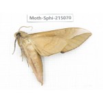 Sphingidae sp. China, Guizhou, Qiandongnan, Rongjiang county.1Pcs. Moth-Sphi-215070.
