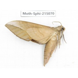 Sphingidae sp. China, Guizhou, Qiandongnan, Rongjiang county.1Pcs. Moth-Sphi-215070.