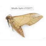 Sphingidae sp. China, Guizhou, Qiandongnan, Rongjiang county.1Pcs. Moth-Sphi-215071.